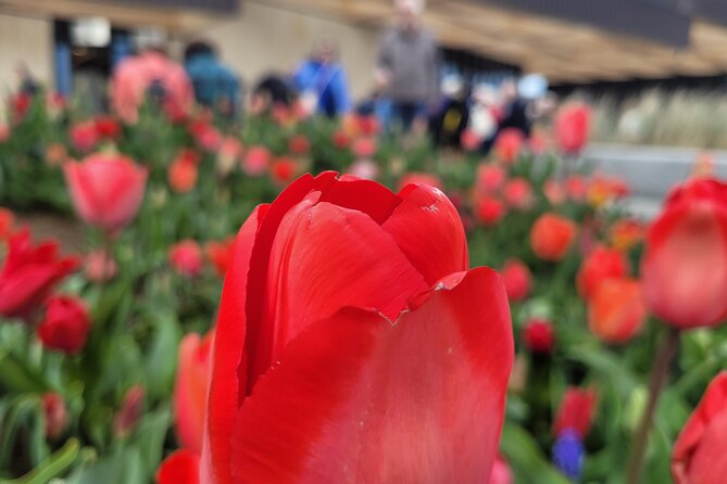 4 Hours Executive Keukenhof Tulip Gardens Sightseeing Tour From Amsterdam - Last Words