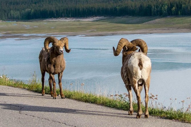 5.5-Hour Jasper Wildlife and Waterfalls Tour With Maligne Lake Cruise From Jasper - Maligne Lake Cruise