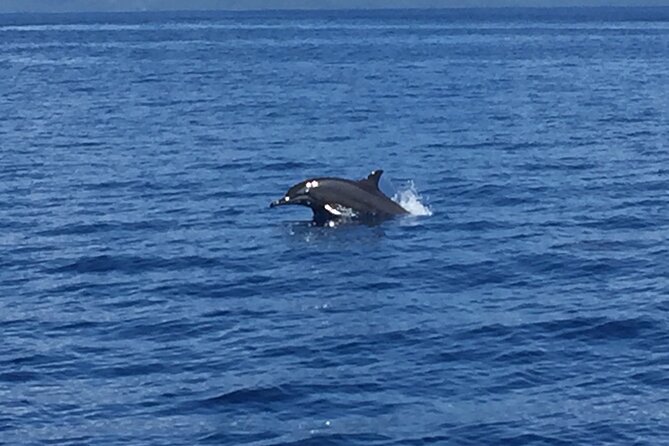 5h Respectful Whale Excursion Complete - Viator Information and Booking Process