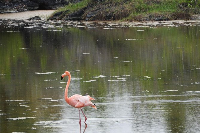 6-Day Galapagos Island Hopping Tour: Santa Fe, Santa Cruz and Los Tuneles - Budget-Friendly Option and Impressions