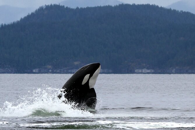 6 Hour Whale Watching Tour With Lunch Included - Last Words