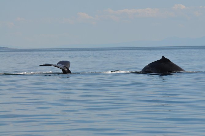 7-8 Hour Zodiac Whale Watching Tour - Experience Highlights