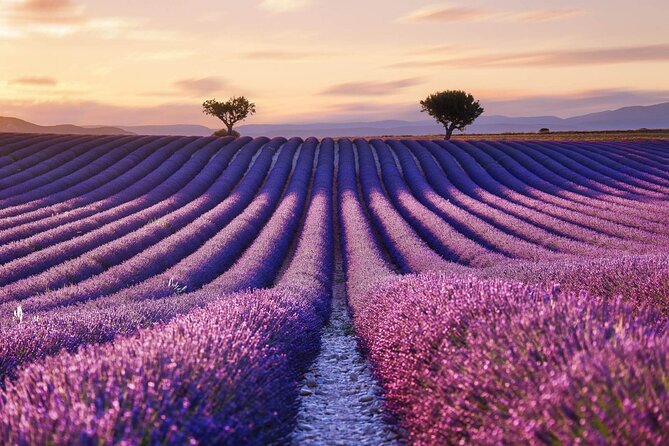 7 Days Best of Provence - Day 4: Lavender Fields Excursion