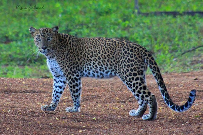 7-Hour Safari Tour Yala National Park - 4.30 Am To11.30 Am - Booking Information and Pricing Details