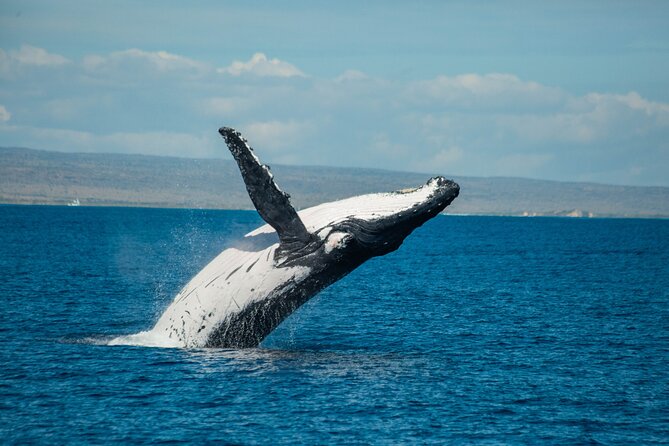7 Hours Off Peak Whale Shark and Ningaloo Reef Tour in Exmouth - Customer Reviews Summary