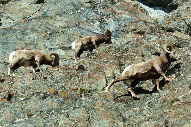 8-Day Rocky Mountains Caribou Tour From Vancouver - Activities and Free Time