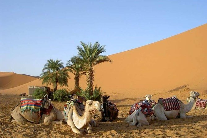 8 Days Tour Nomad Adventure Desert Camel Trekking From Marrakech Merzouga - Pricing and Refund Policy