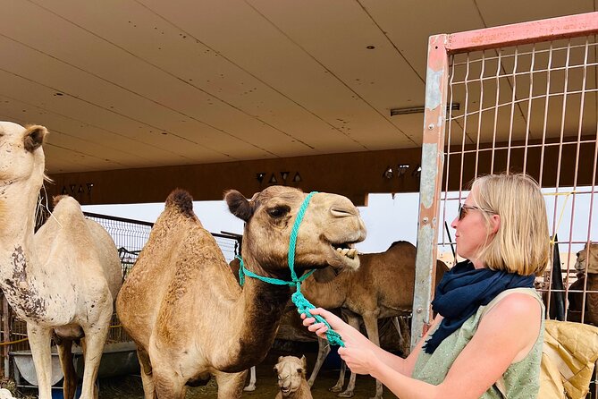 8 Hours Al Ain City Tour Without Lunch - Traveler Reviews and Ratings