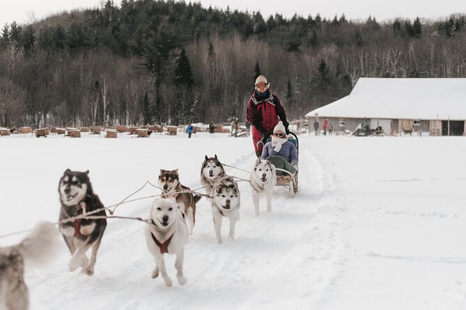 A Day With Bite for Sled Dogs - What Youll Experience