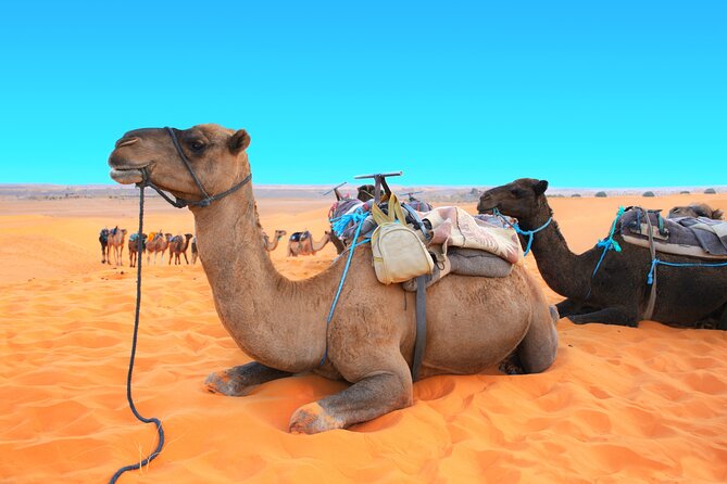 A Lovely Night Desert Camp & Camel Trekking (3 Days / 2 Nights ) - Booking and Operation Details