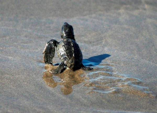 .Acapulco: 6-Hour Coyuca Lagoon Tour - Activity Highlights: Baby Turtle Release and Lagoon Cruise