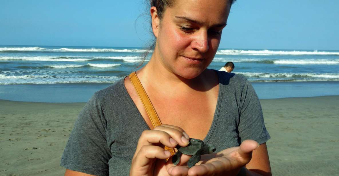 .Acapulco: Baby Turtle Release Tres Palos Lagoon Eco W/Lunch - Pickup Information and Logistics