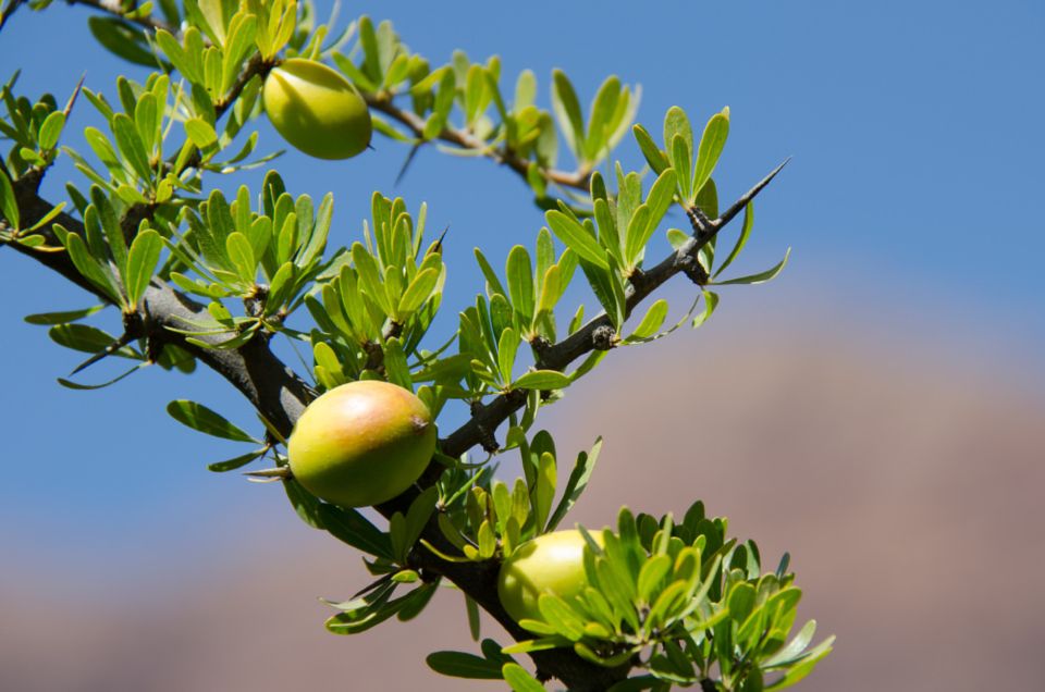 Agadir: Argan Oil Factory Tour - Language Options & Guides