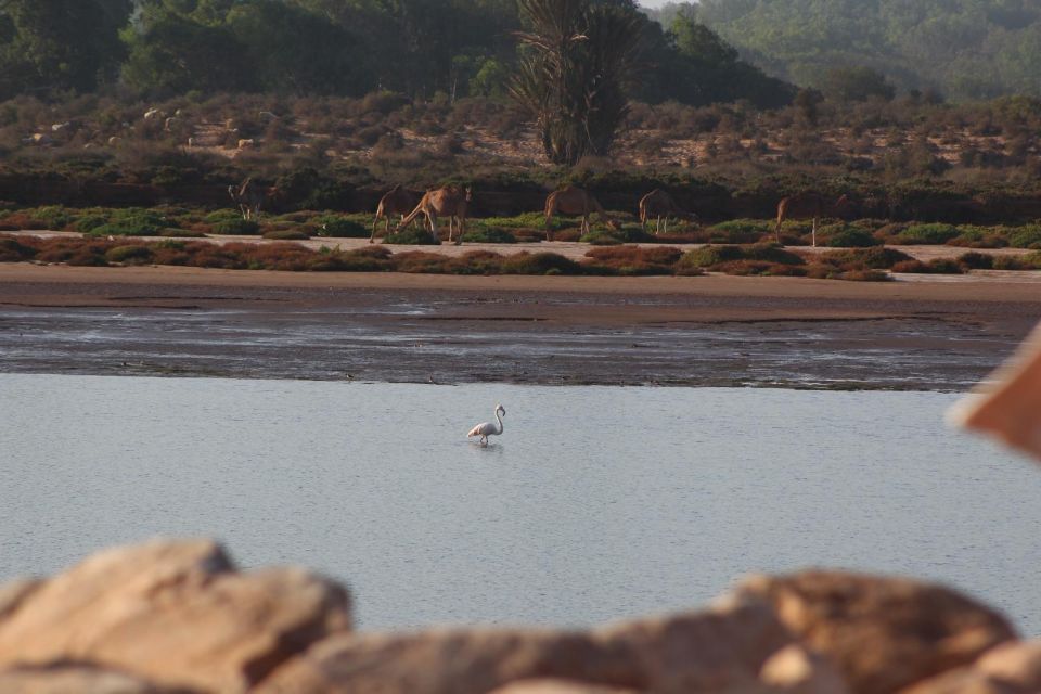 Agadir: Camel Ride Adventure With Flamingo River & Mint Tea - Traveler Review Feedback