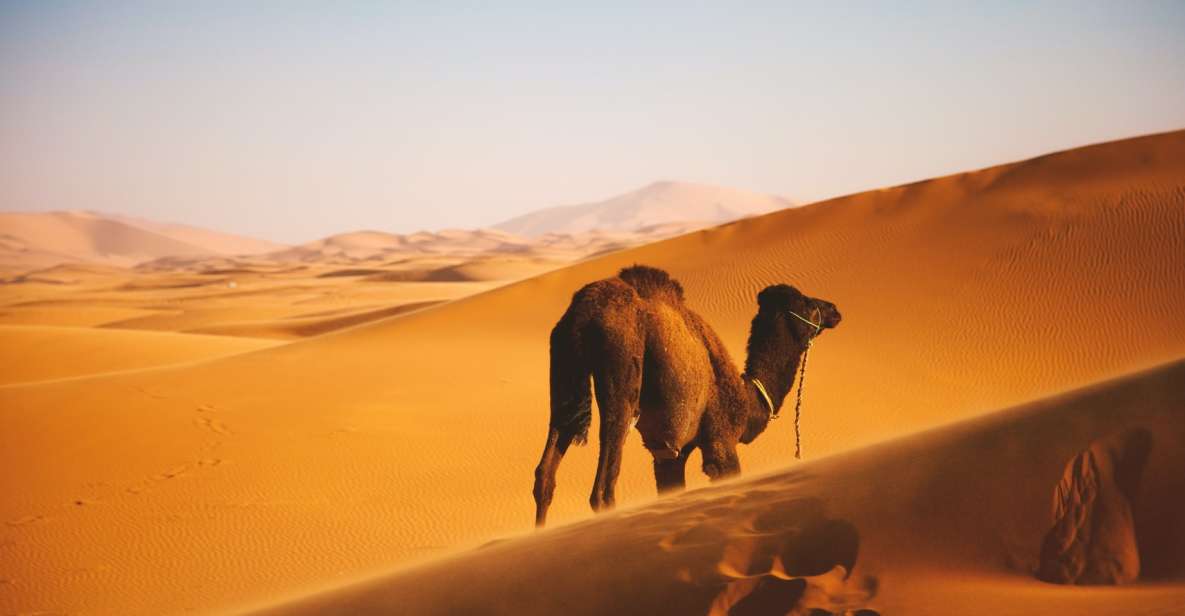 Agadir: Chegaga Wild Desert 3 Days Including Desert Camp - Booking Information & Tips