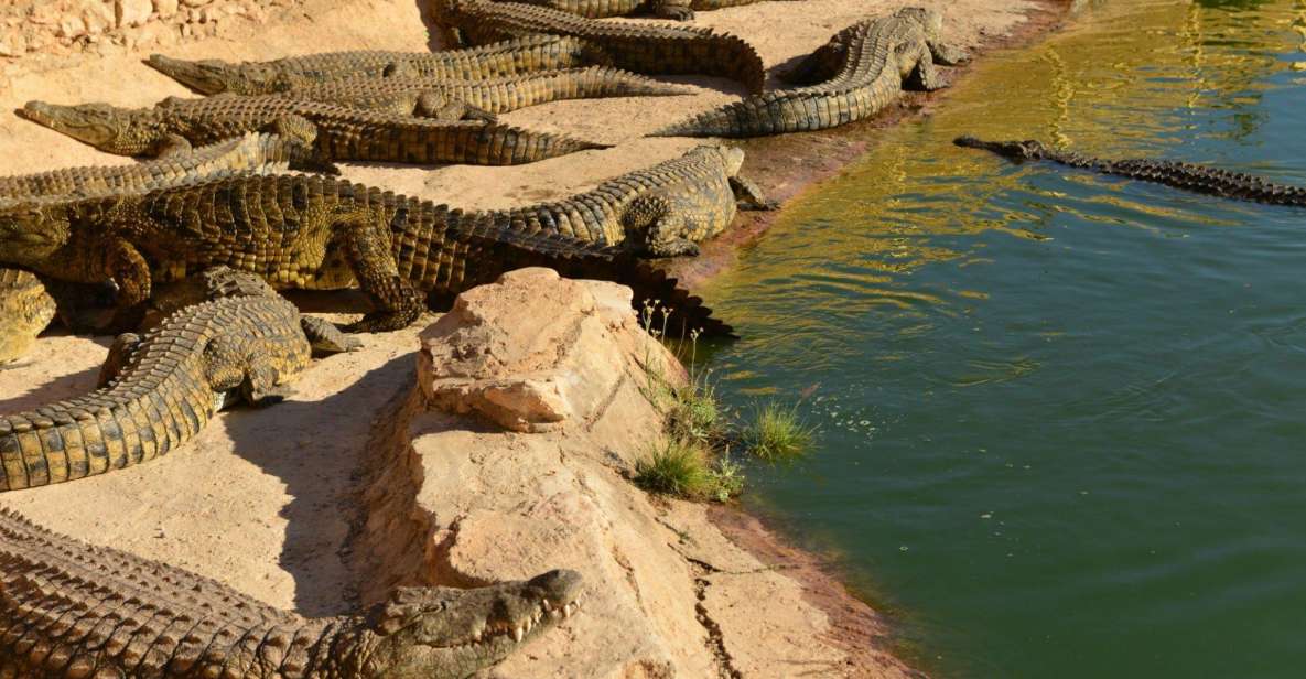 Agadir: Goat on Trees & Crocodile Park Including Hotelpickup - Highlights