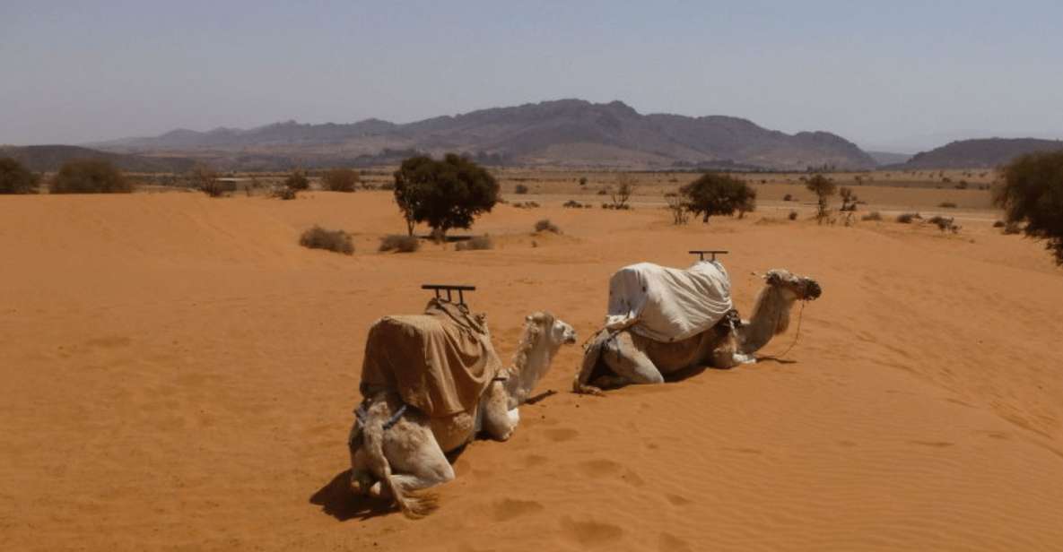 Agadir or Taghazout : 44 Jeep Massa Sahara Desert Day Trip - Booking and Tour Details