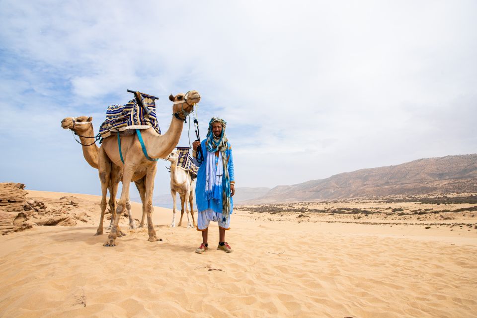 Agadir or Taghazout : Camel Ride in Desert Sand Dunes - Customer Reviews and Recommendations