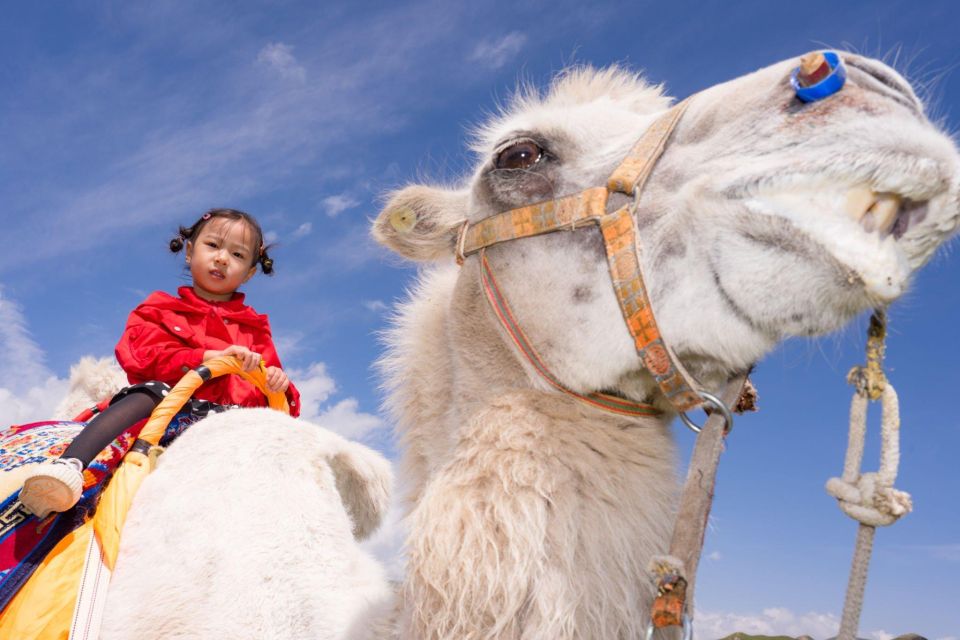Agadir or Taghazout: Camel Riding and Flamingo River Tour - Full Experience Description