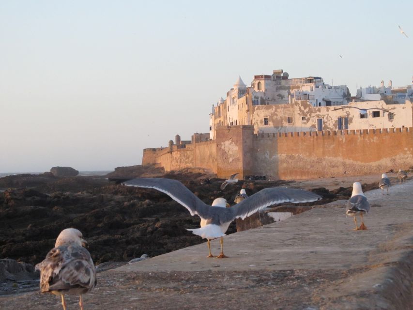 Agadir or Taghazout Essaouira Old City Day Trip With Guide - Full Description of the Activity