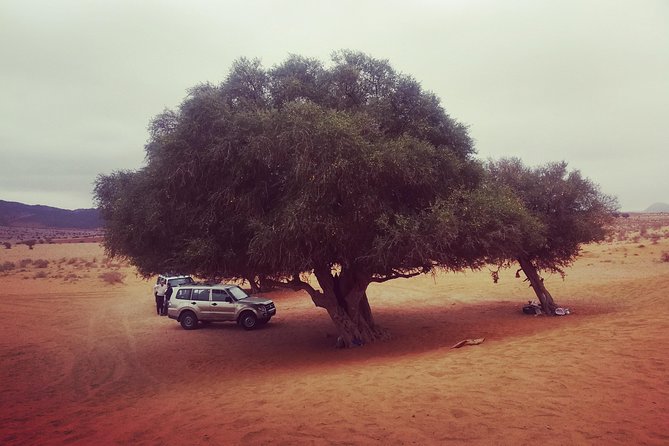 Agadir Trip To Mini Desert / Safari Tour - Reviews and Ratings Overview