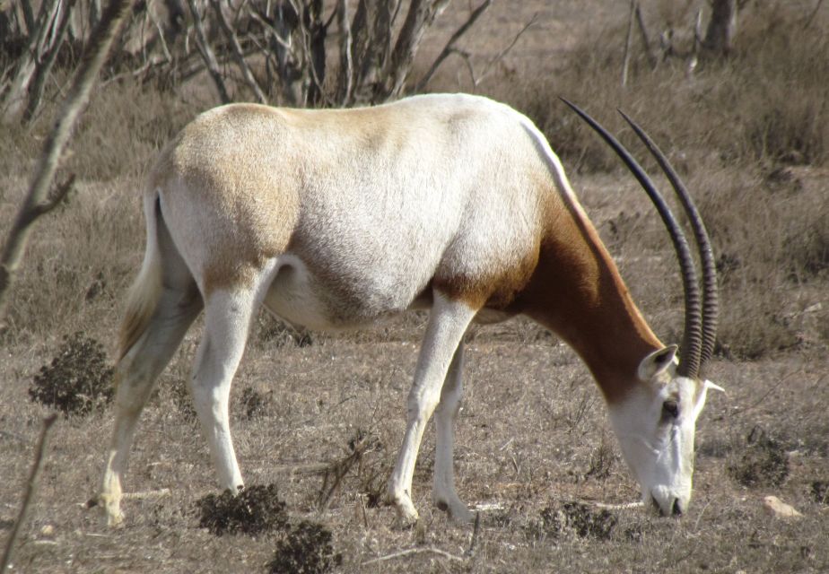 Agadir: Visit National Park & Sahara Desert Including Lunch - Full Description