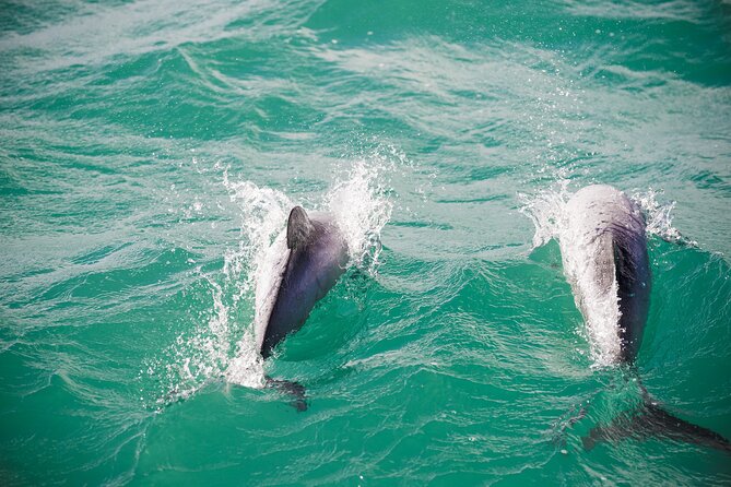 Akaroa Private Day Tour From Christchurch (Carbon Neutral) - Culinary Experiences