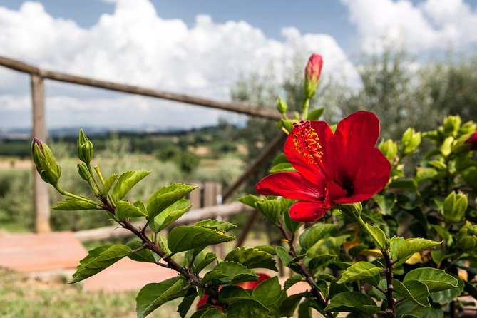 Al Fresco Lunch and Wine Tasting Under the Olive Trees  - Montepulciano - Leisurely Stroll Through Olive Trees