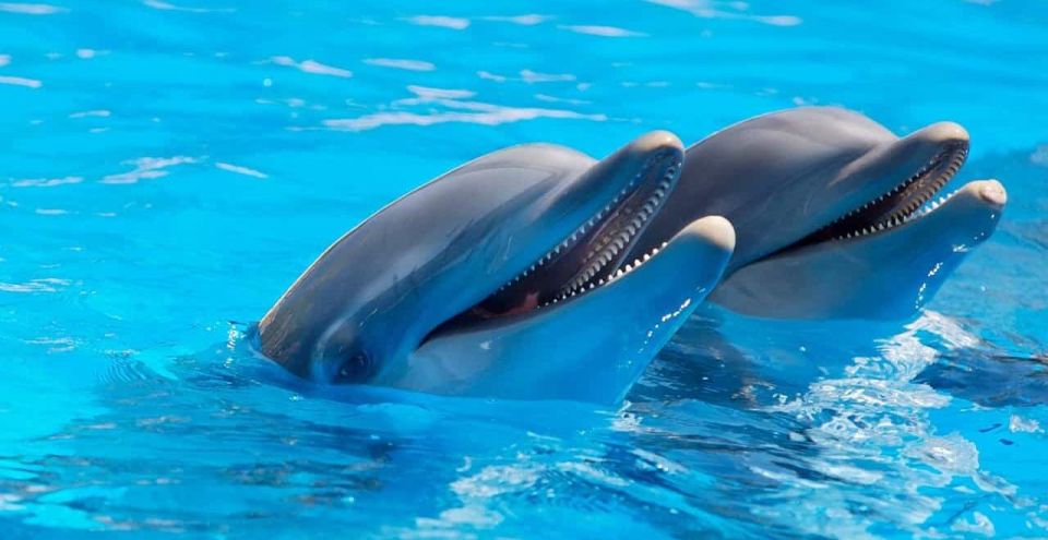 Alanya Dolphin Show Tour - Sealanya Dolphinpark - Show Features
