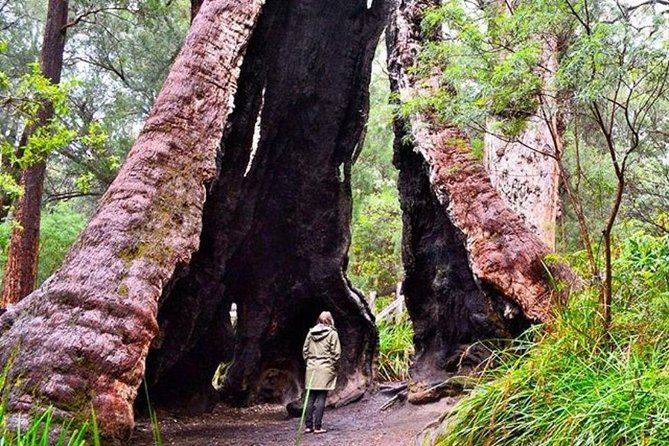 Albany Southwest Wilderness Day Tour - Fly From Perth - Important Information