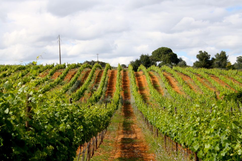 Algarve: 3 Types of Wine Tastings With Vineyard Views - Wine Experience Including Transportation