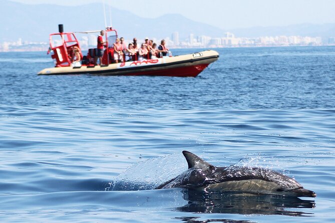 Algarve Dolphin Cruise  - Portimao - Tour Options for Algarve Dolphin Cruise