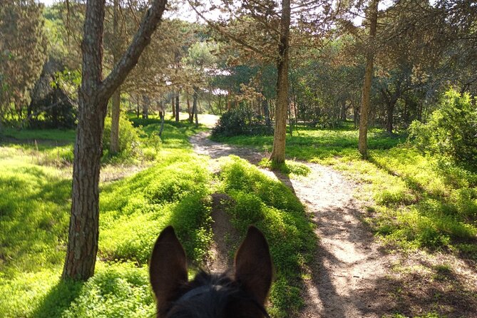 Algarve - Exclusive Horseriding in Portimao (No Experience Required) - Safety Measures and Guidelines