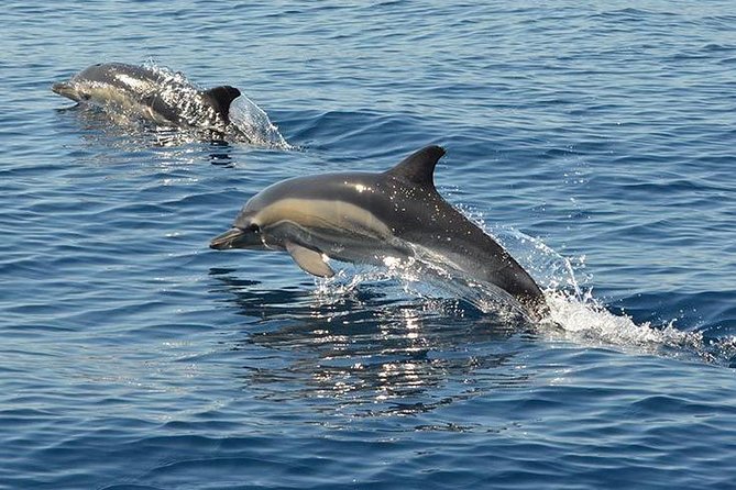 Algarve Jeep Safari and Boat Tour - Full Day Mountains & Dolphins - Customer Reviews and Feedback