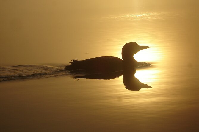 Algonquin Park Luxury 3-Day Camping & Canoeing: Moose/Beaver/Turtle Adventure - Specific Activity Information