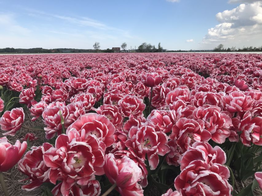 Alkmaar: Tulip and Spring Flower Fields Bike Tour - Tour Highlights and Cycling Route