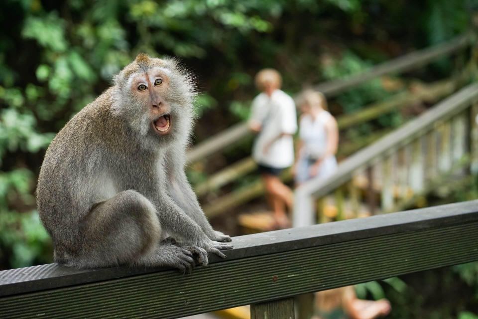 All Inclusive Monkey Forest, Waterfall,Rice Terrace,Temple. - Waterfall Adventure