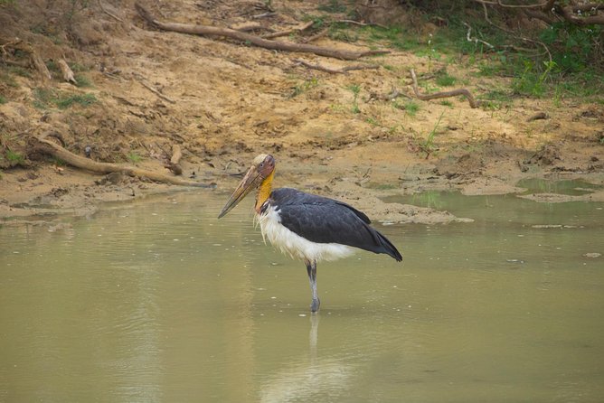 All Inclusive Yala National Park Jeep Safari From Colombo - Best Time to Visit Yala National Park