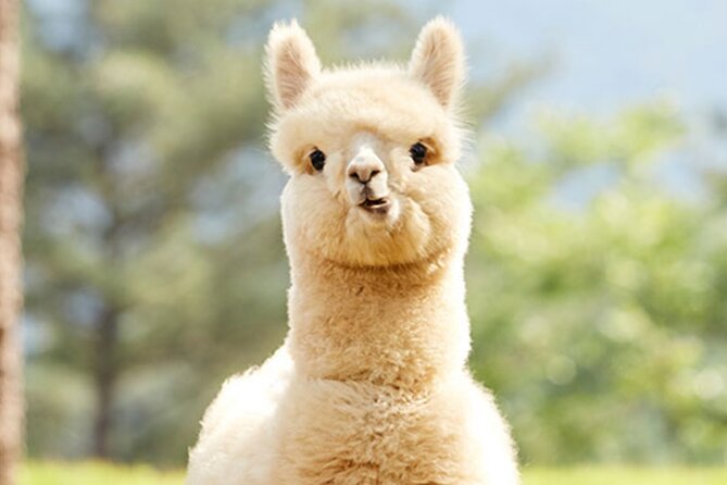 Alpaca World With Gangchon Rail Park One Day Tour - Alpaca World Tour Overview