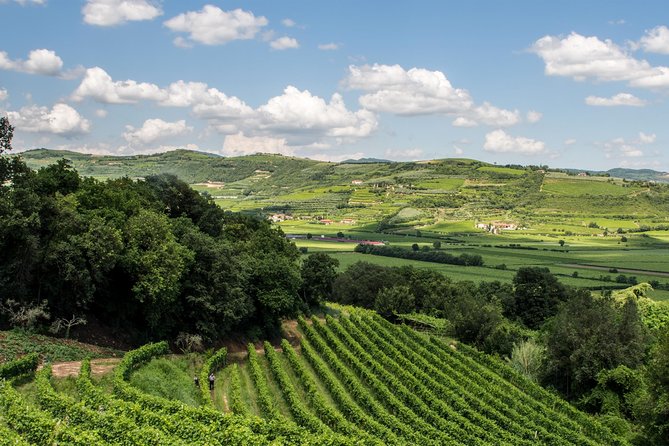 Amarone-Soave Wine Tour. Visit Verona. From Venice - Customer Reviews and Feedback