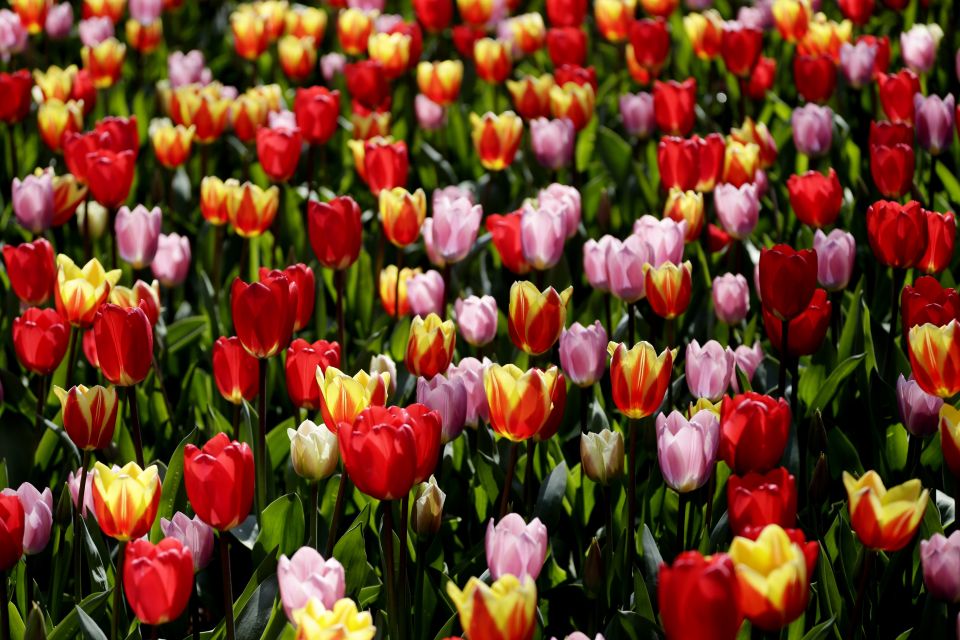 Amsterdam: Canal Cruise & Keukenhof Ticket With Shuttle Bus - Logistics and Meeting Point