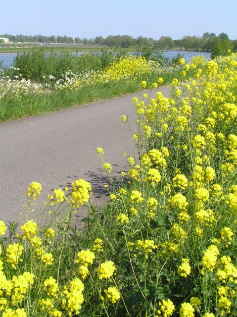 Amsterdam: New Ijburg District Private Bike Tour - Architecture and Design