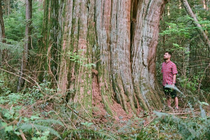 Ancient Trees of Vancouver Walking Tour - Last Words