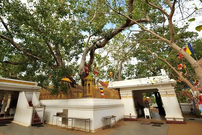 Anuradhapura Ancient City Tuk Tuk Tour - Meeting and Pickup Details