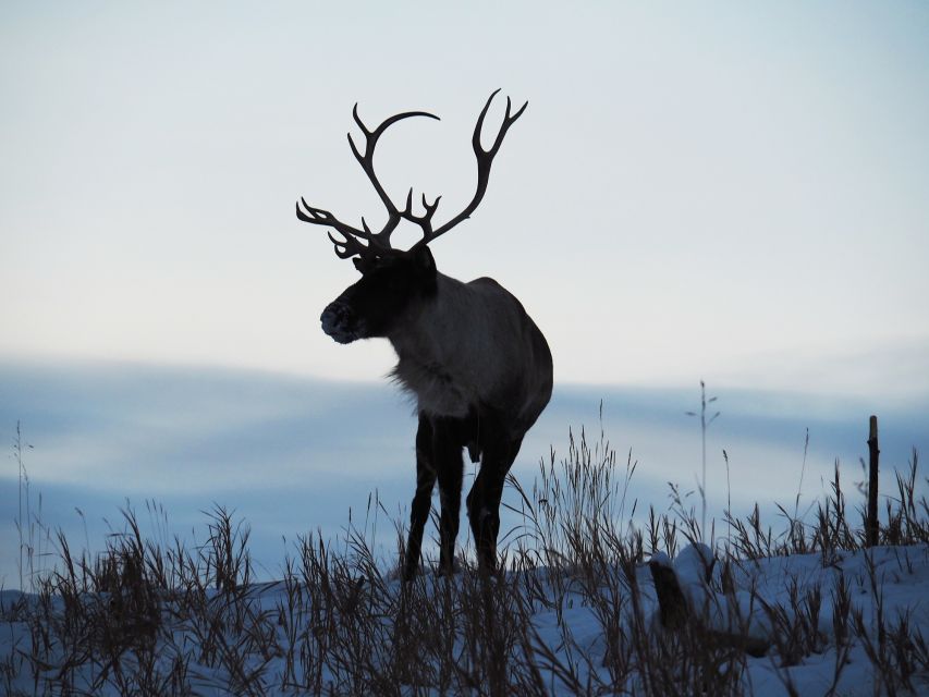 Arctic Day: Wildlife & Hot Springs Half Day - Eclipse Nordic Hot Springs Details