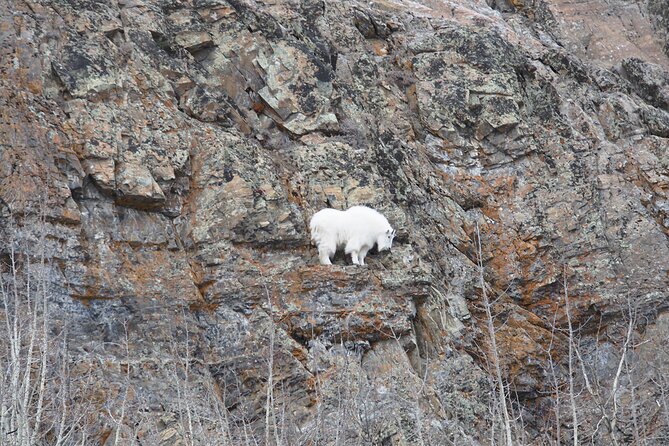 Arctic Day: Yukon Wildlife Half Day Viewing Tour - Photography Tips