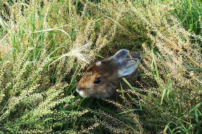 Arctic Day: Yukon Wildlife & Hot Springs Tour Half Day - Cancellation Policy Details