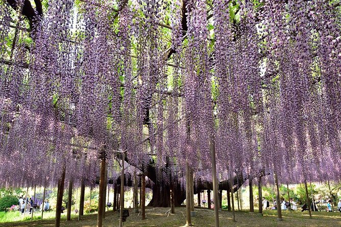 Ashikaga Flower Park Private Day Tour - Cancellation and Refund Policy