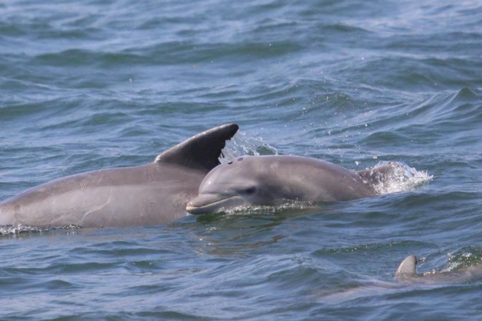 Atlantic City: Dolphin Watching Ocean Cruise Adventure - Booking Information