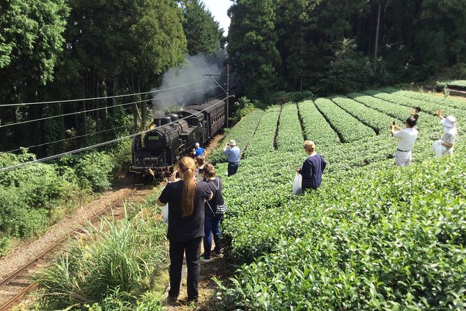 Authentic Japanese Tea Tasting at a Tea Plantation in Shimada - Accessibility and Group Size Requirements